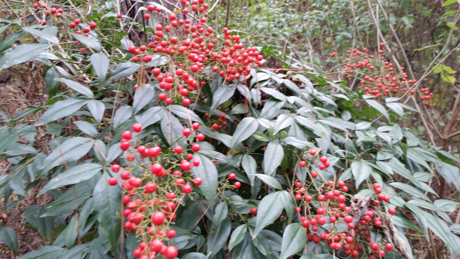 Nandina berries are beautiful but toxic to wildlife.